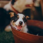 5 Smart Grooming Tips for Busy Dog Owners